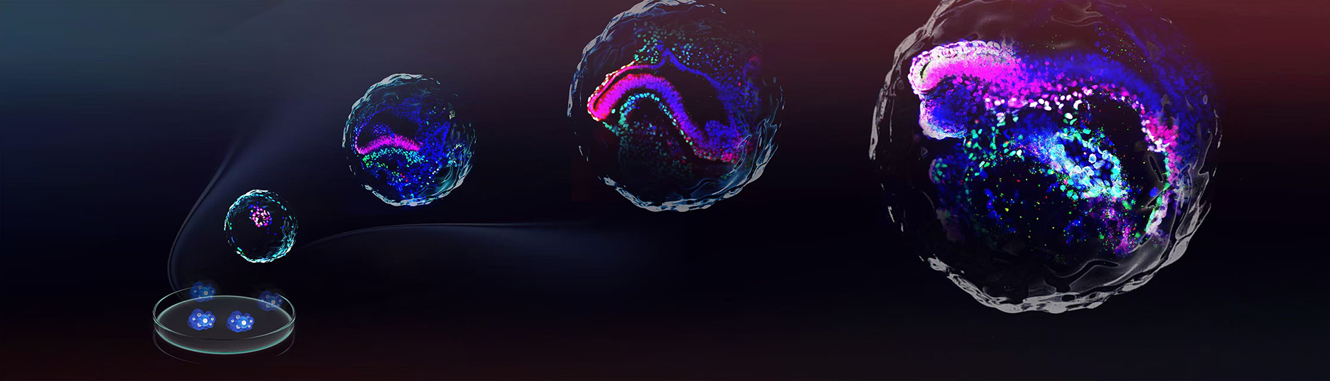 劉真組合作建立干細胞類胚胎模型實現(xiàn)靈長類晚期原腸胚發(fā)育過程的體外模擬